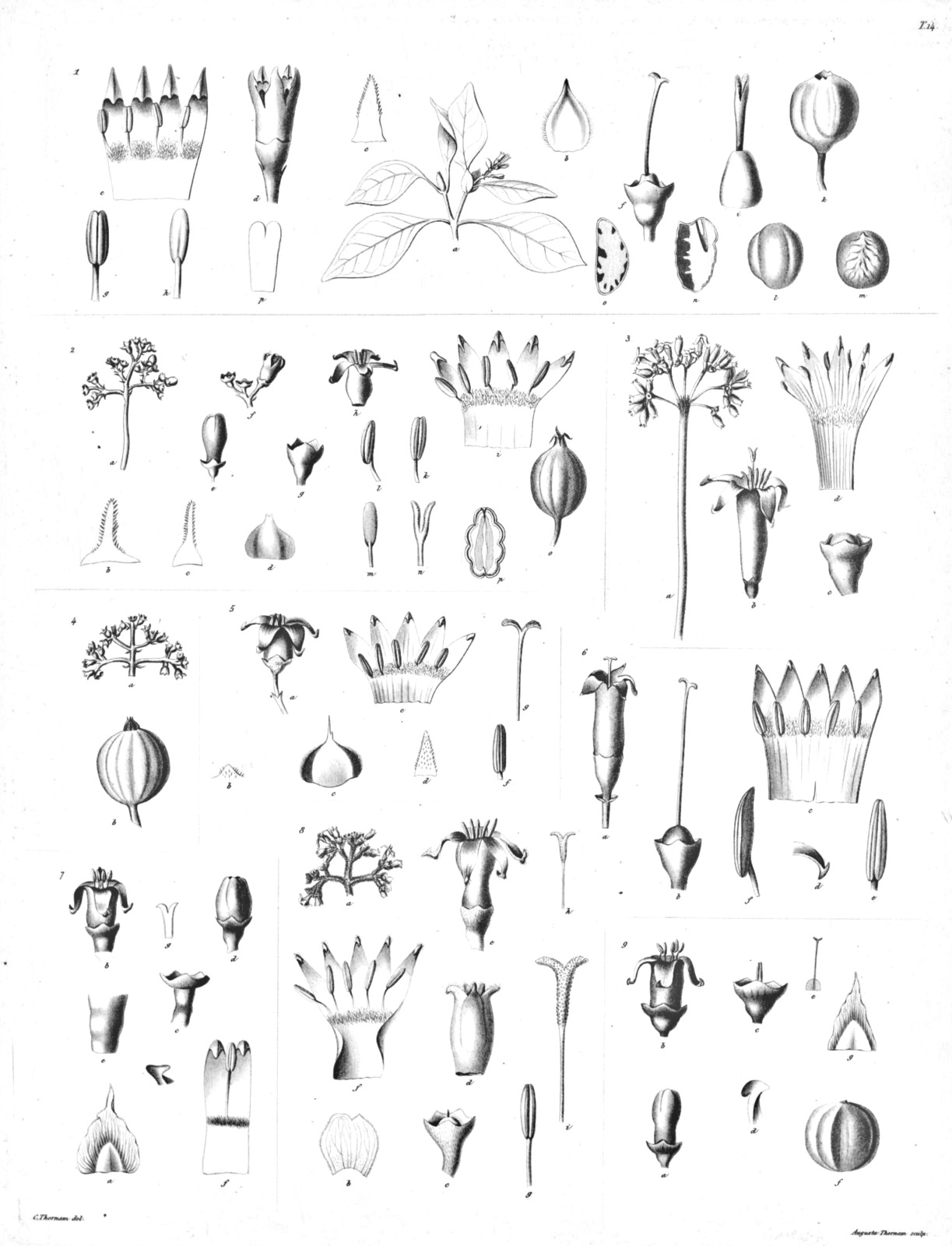 Botanical illustration of Psychotria biaristata with leaves, flowers, and fruits