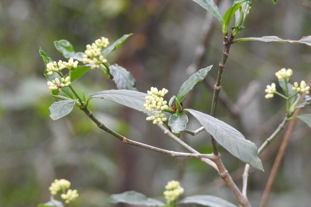 A flowering shrub of Psychotria costivenia with opposite leaves and clusters of cream-colored buds