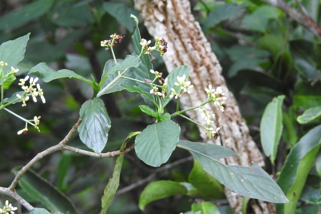 Small white funnel-shaped flowers of Psychotria costivenia in a branched inflorescence