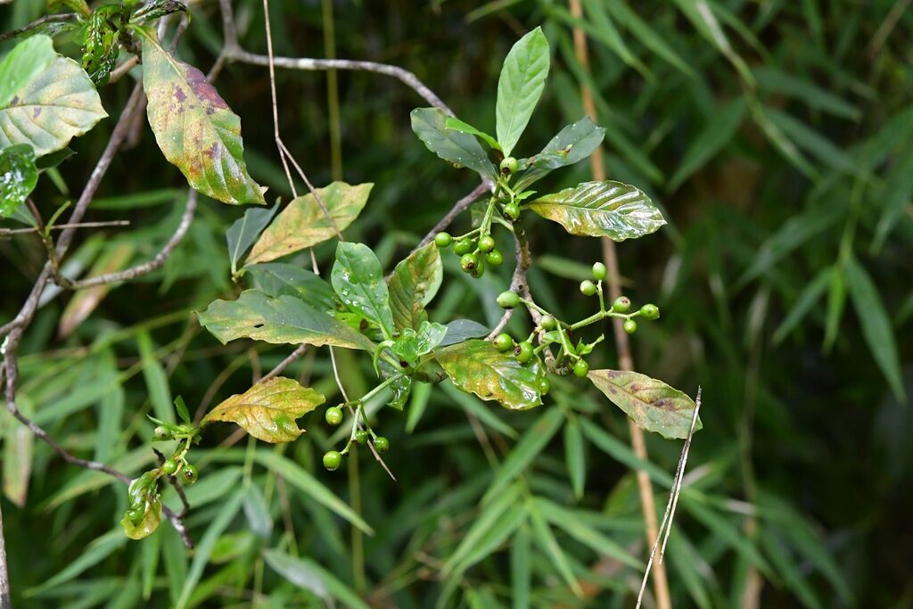 Green immature drupes of Psychotria costivenia in branched clusters