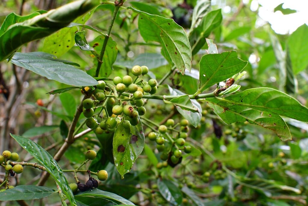 Leaves of Psychotria costivenia showing prominent secondary venation, with green fruit clusters