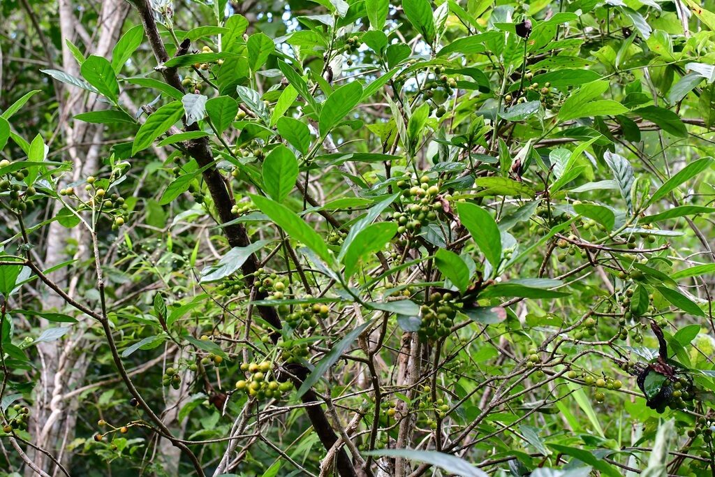 A whole shrub of Psychotria costivenia in the forest understory