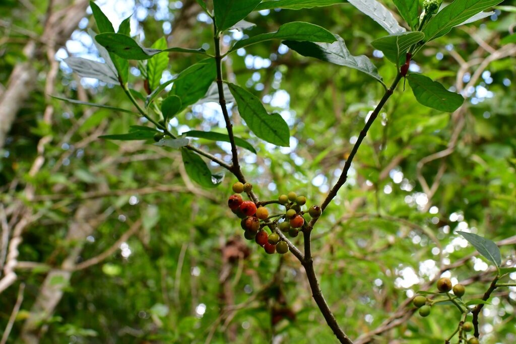 Ripe red drupes of Psychotria costivenia on a branch