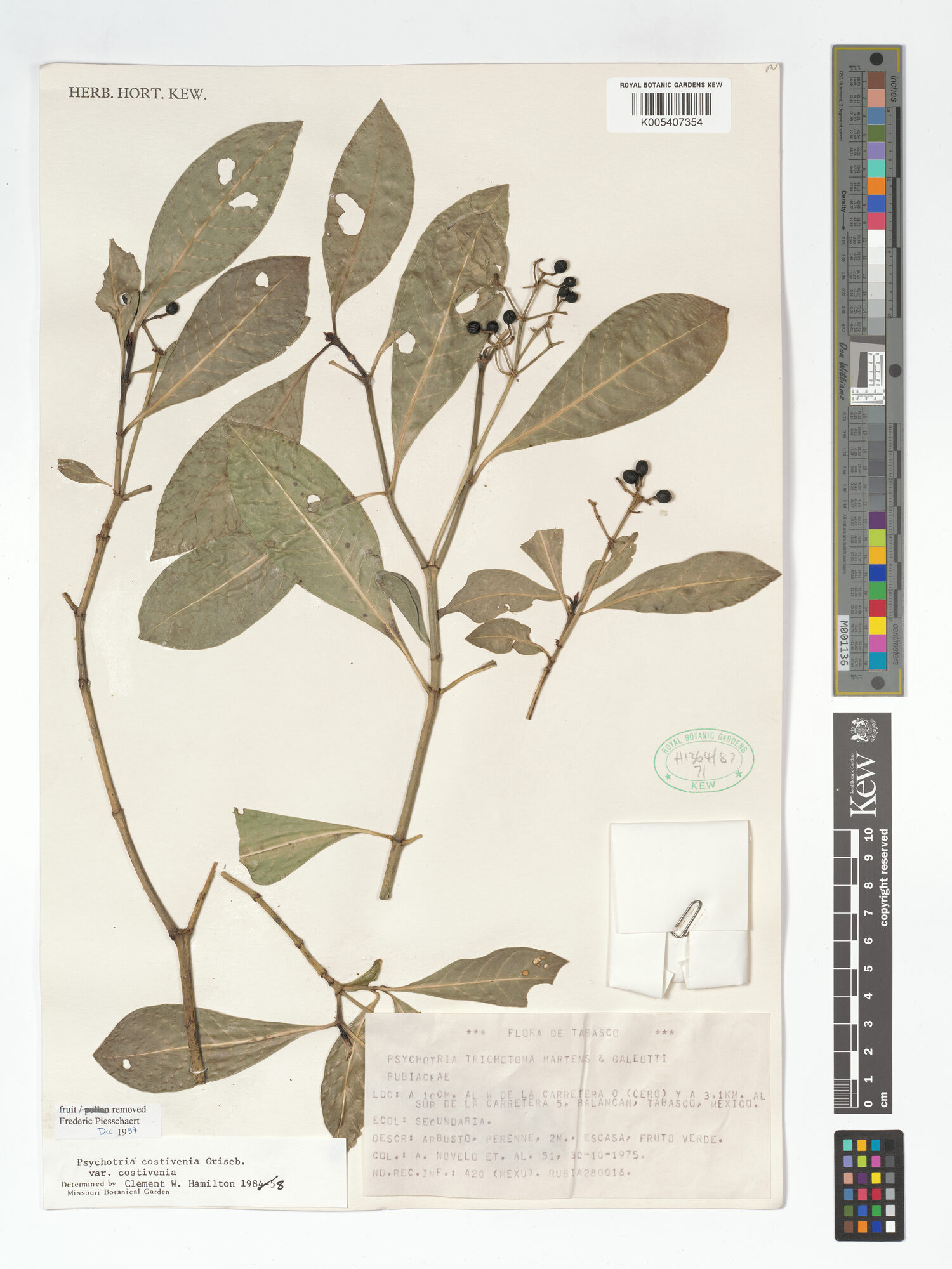 Pressed herbarium sheet of Psychotria costivenia var. costivenia at Kew