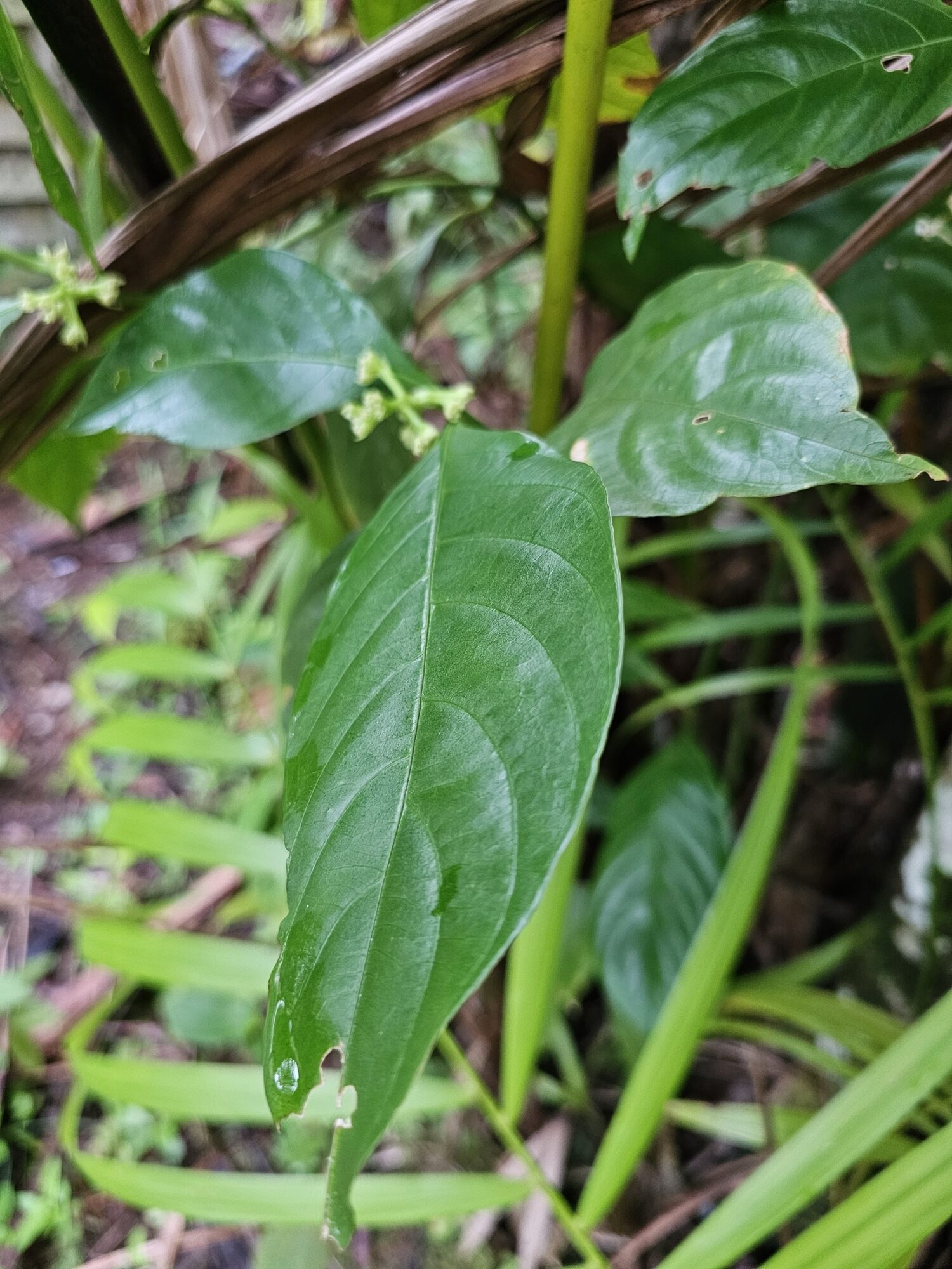 Leaf of slender wild coffee showing arcuate secondary venation