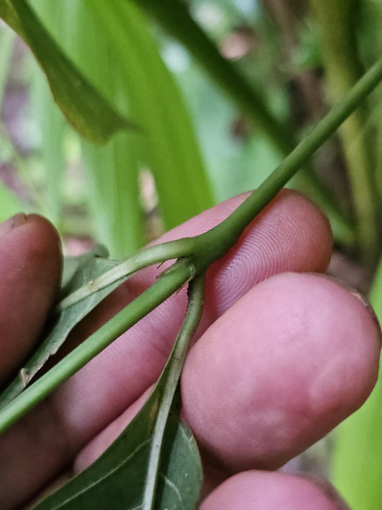 Stem node of slender wild coffee with persistent interpetiolar stipule