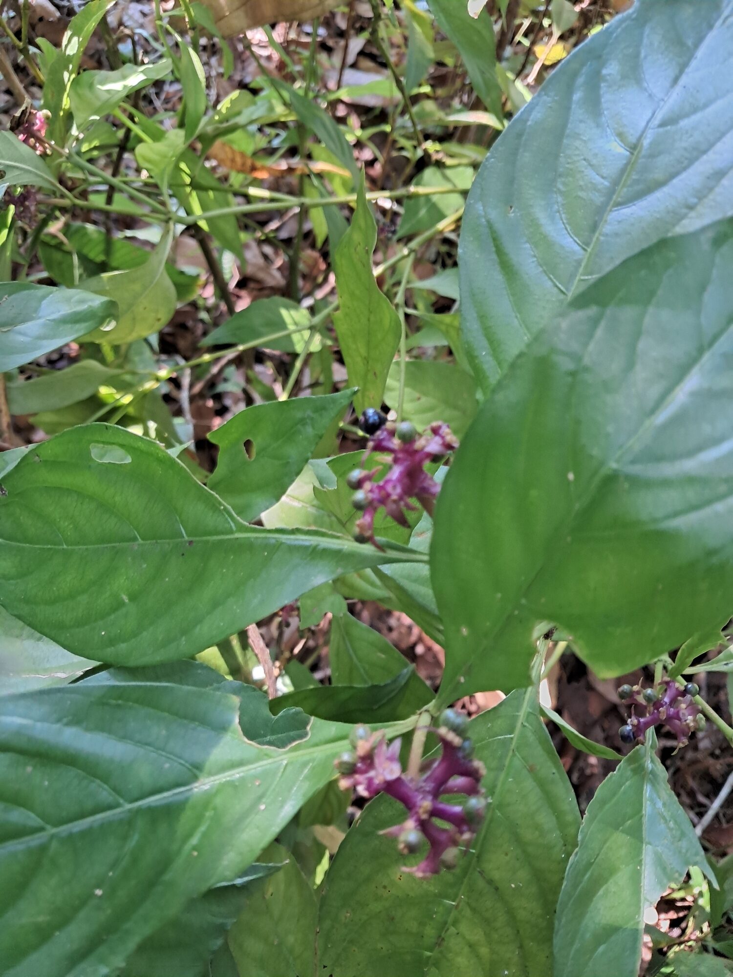 Slender wild coffee growing in shaded forest understory with ripening fruit