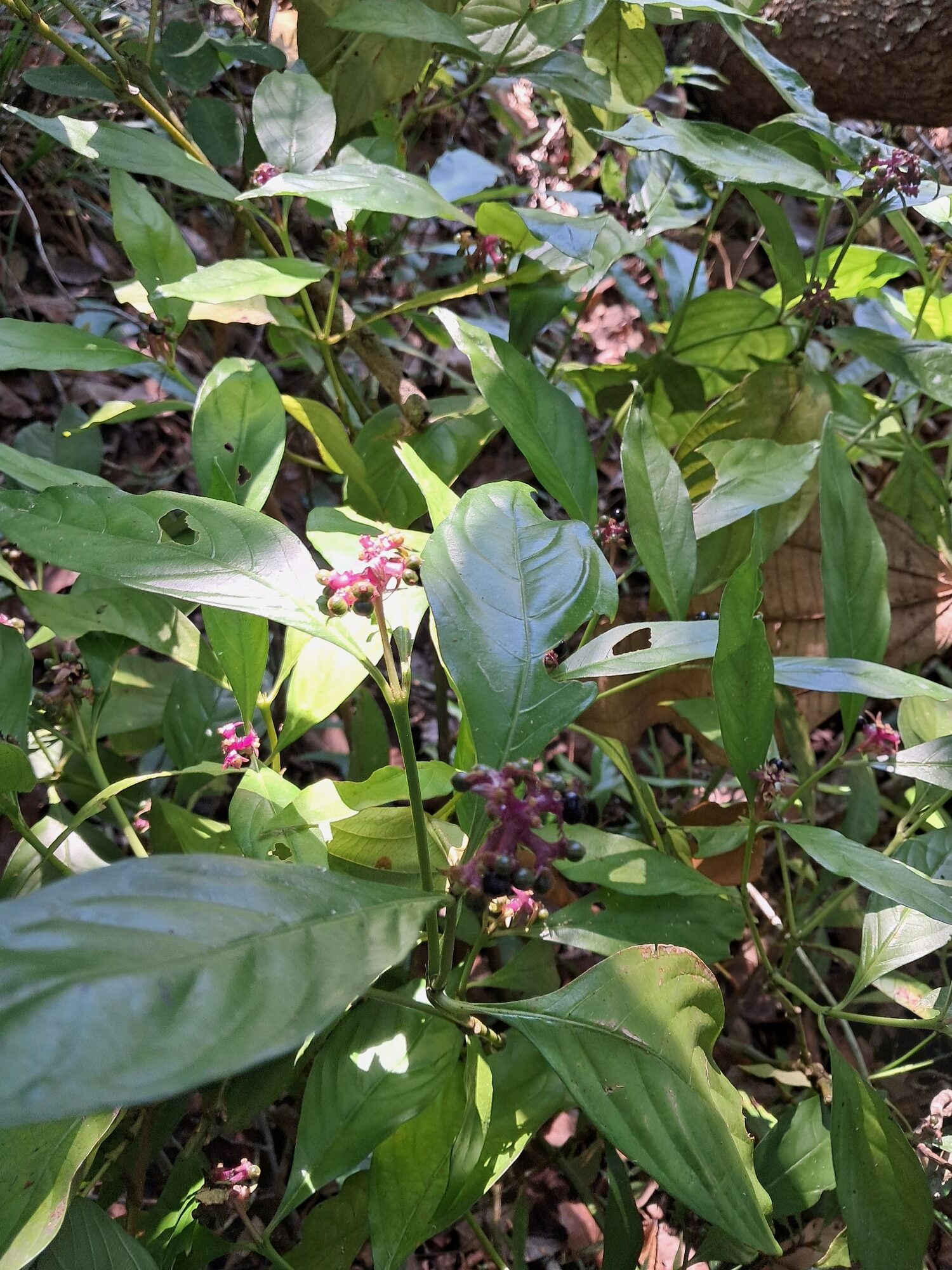 Slender wild coffee shrub in forest understory with magenta inflorescences