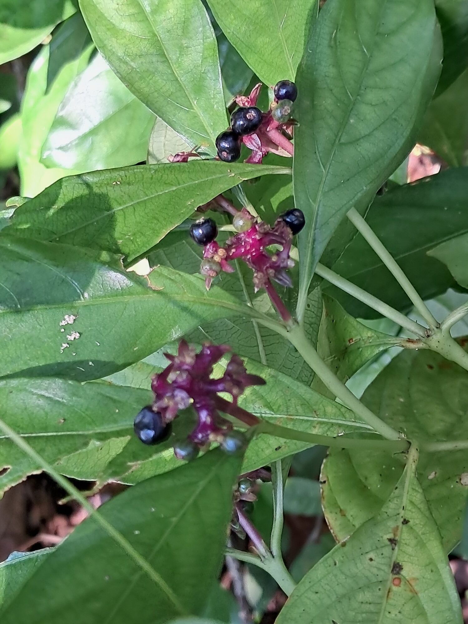 Ripe ribbed blue-black drupes of slender wild coffee on magenta inflorescence axes