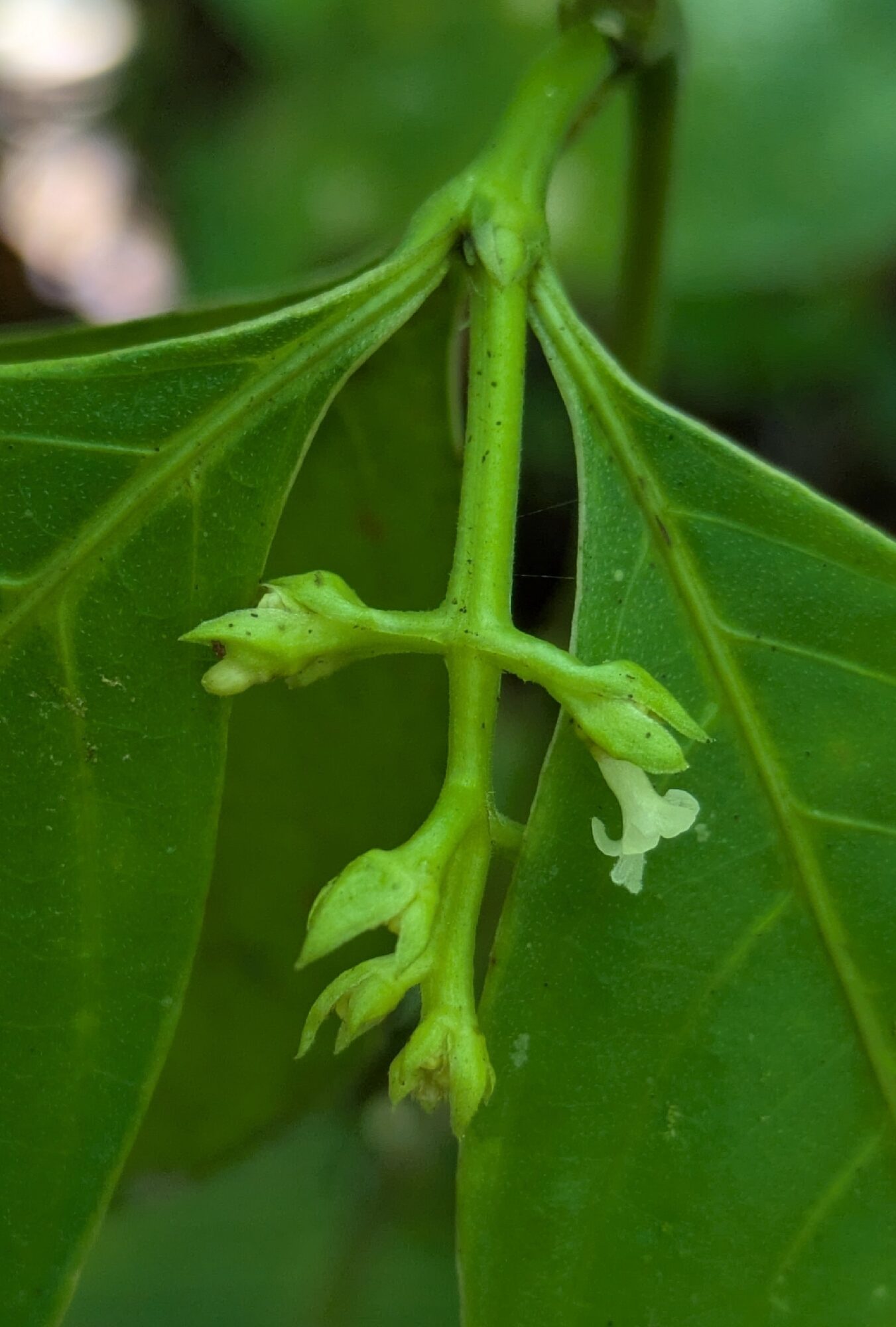 Inflorescence of slender wild coffee with white flowers and leafy bracts