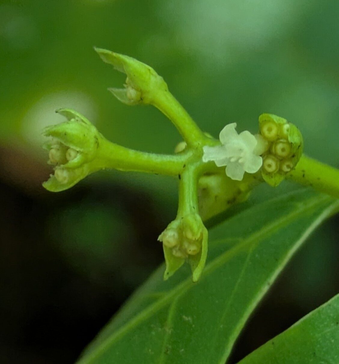 Close-up of small white salverform flower of slender wild coffee