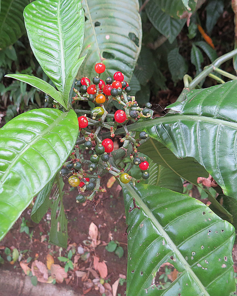 Psychotria marginata branch showing clusters of red drupes and opposite leaves