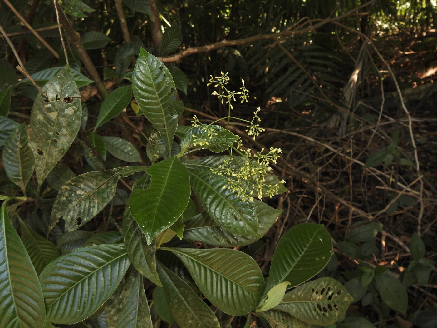 Pale yellowish inflorescence of Psychotria marginata