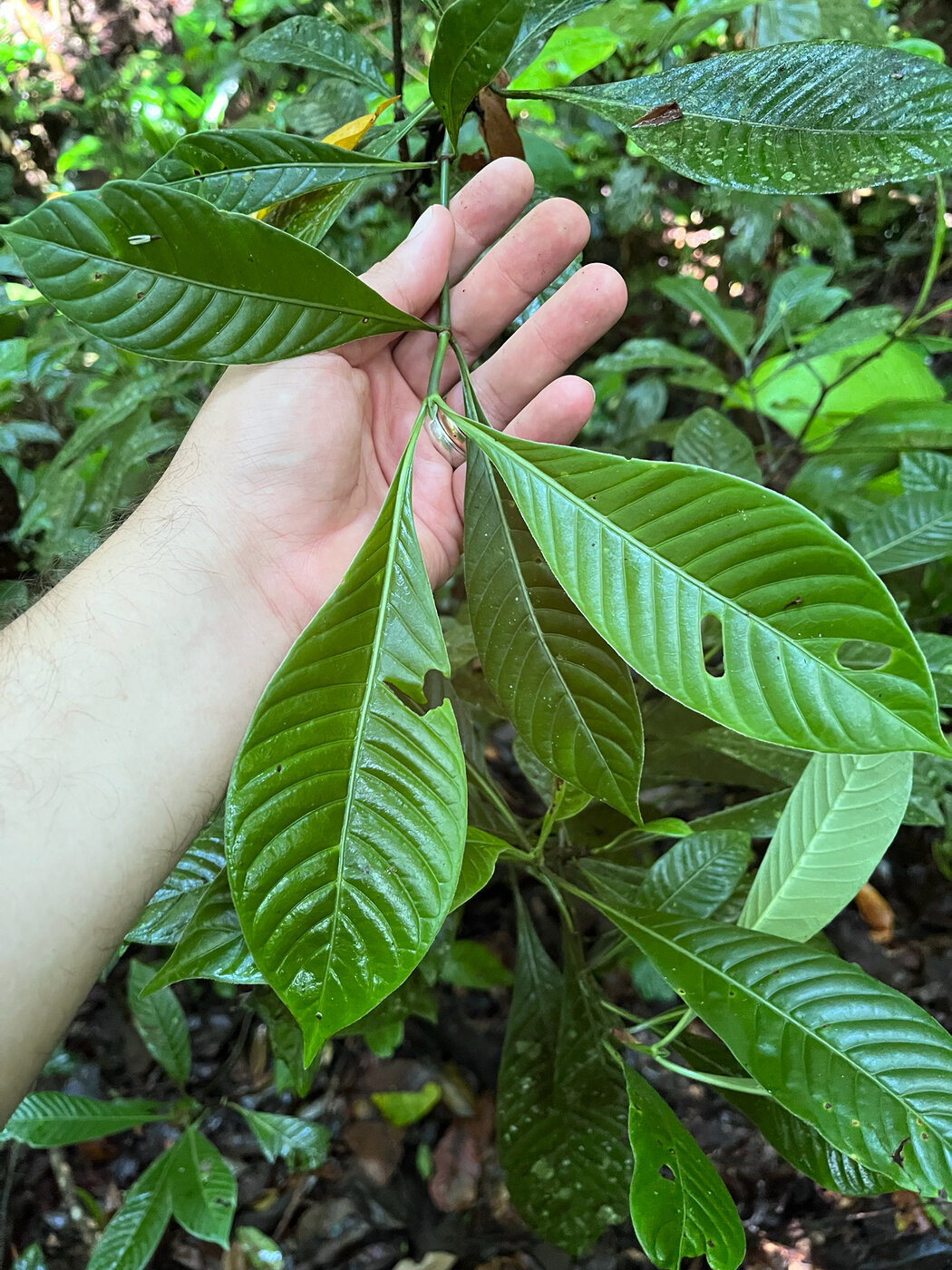 Oblanceolate leaves of Psychotria marginata