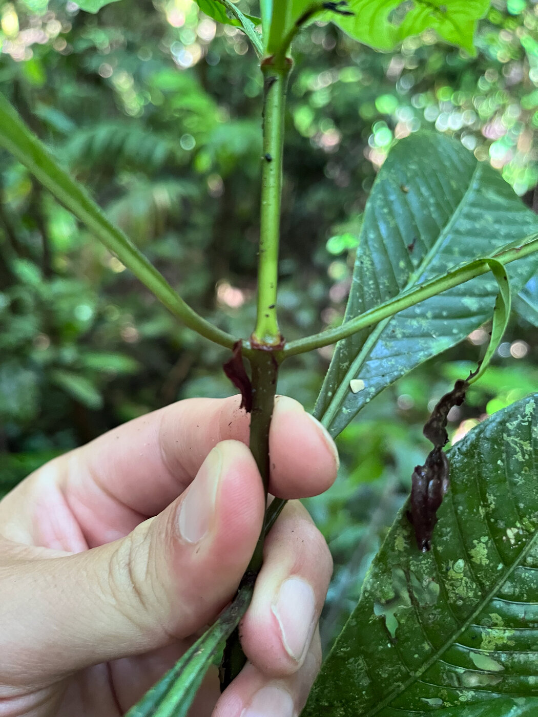 Stem node showing stipule scars of Psychotria marginata