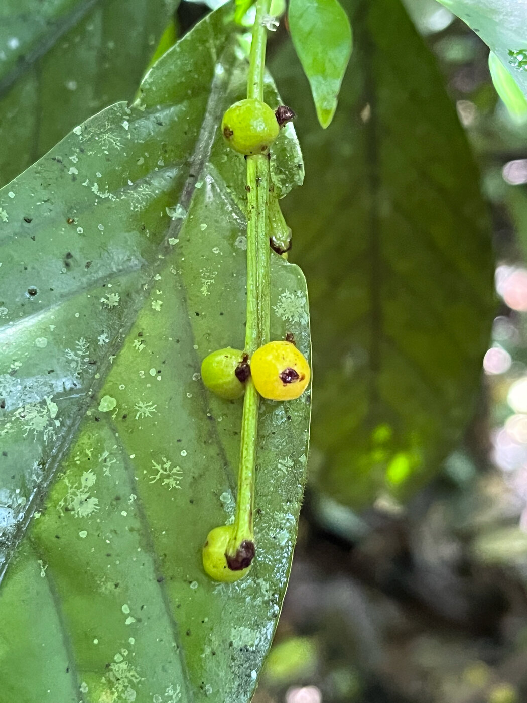 Ripening drupes of Psychotria viridis