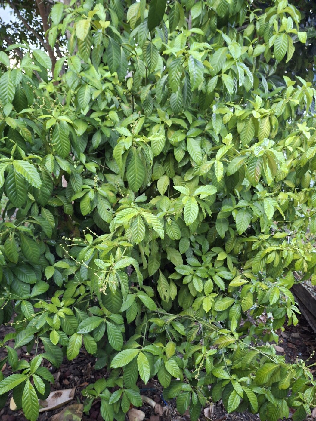 Multi-stemmed habit of Psychotria viridis