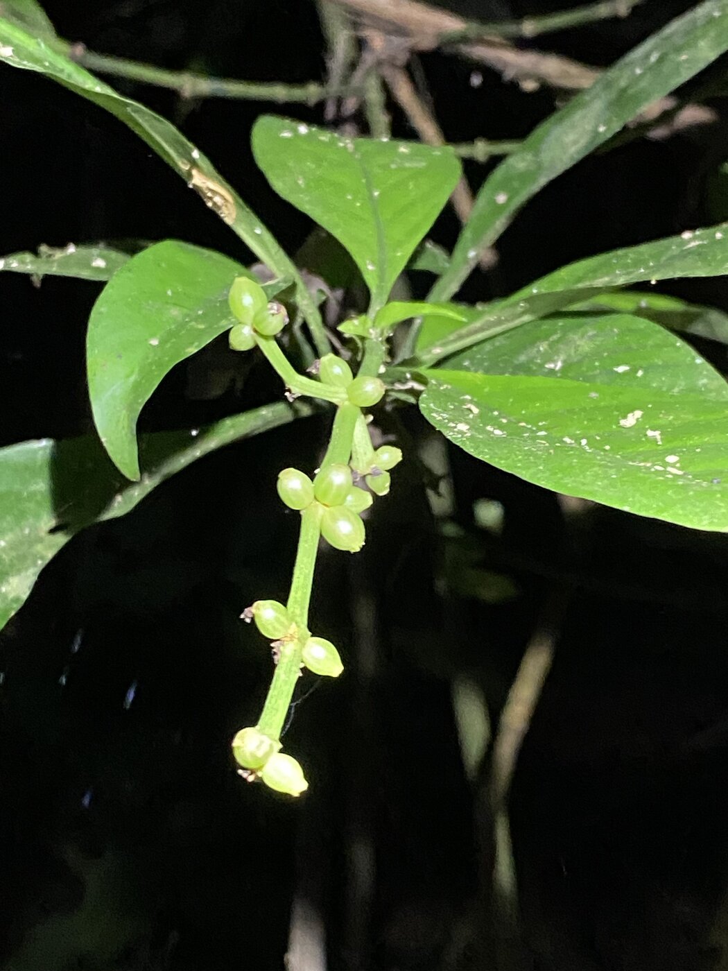 Glomerulate inflorescence of Psychotria viridis