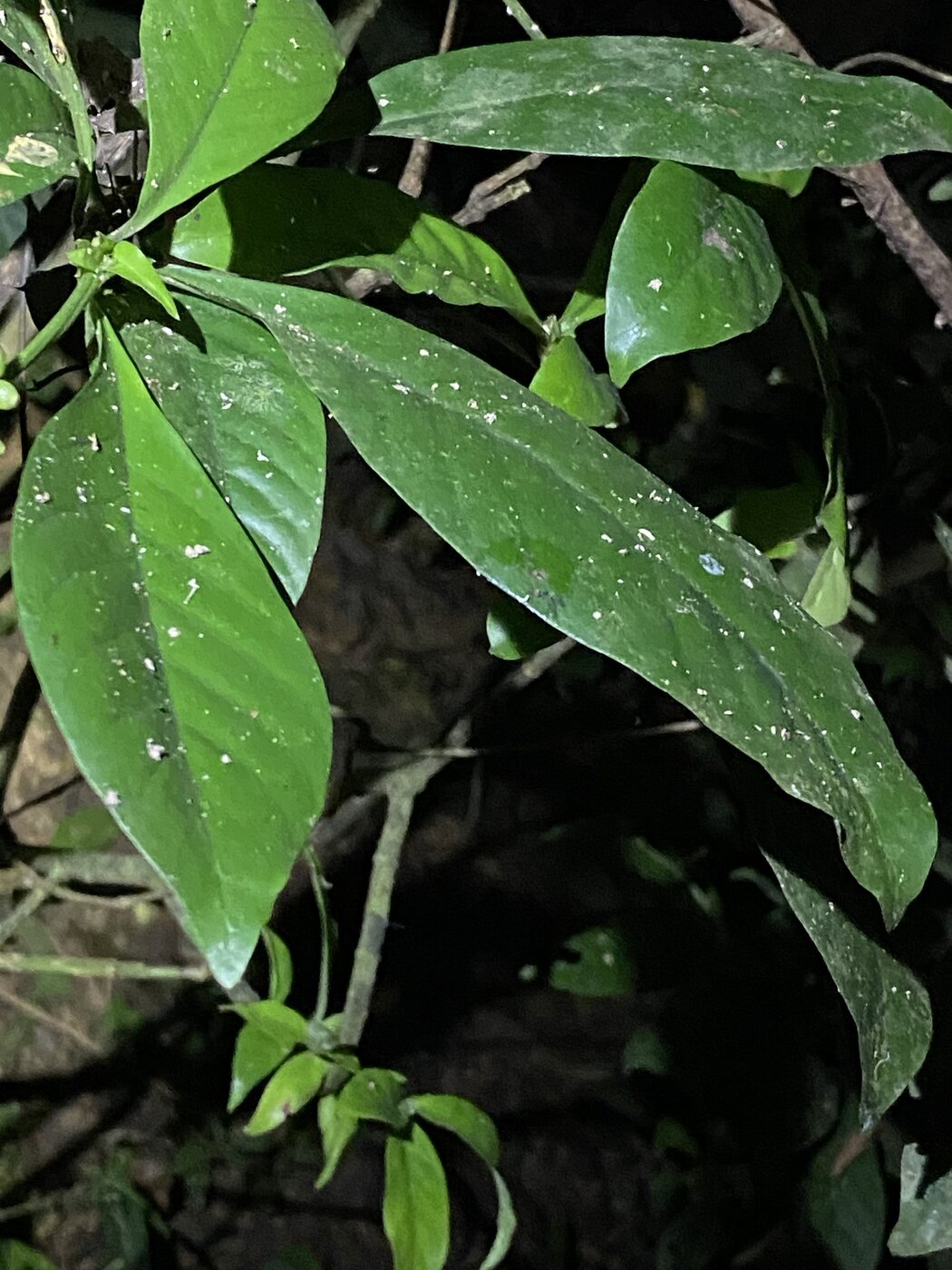 Elliptic-obovate leaves of Psychotria viridis