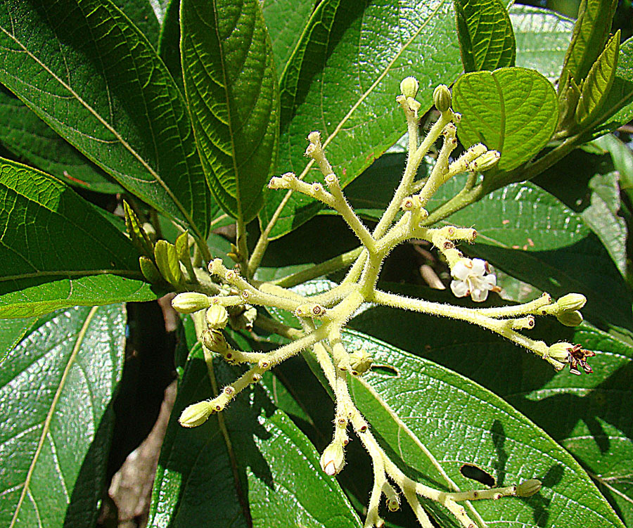 Psychotria viridis leaves and berries