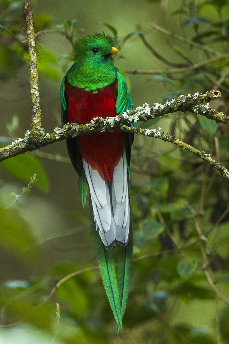 Male Resplendent Quetzal with long iridescent green tail feathers in Costa Rican cloud forest