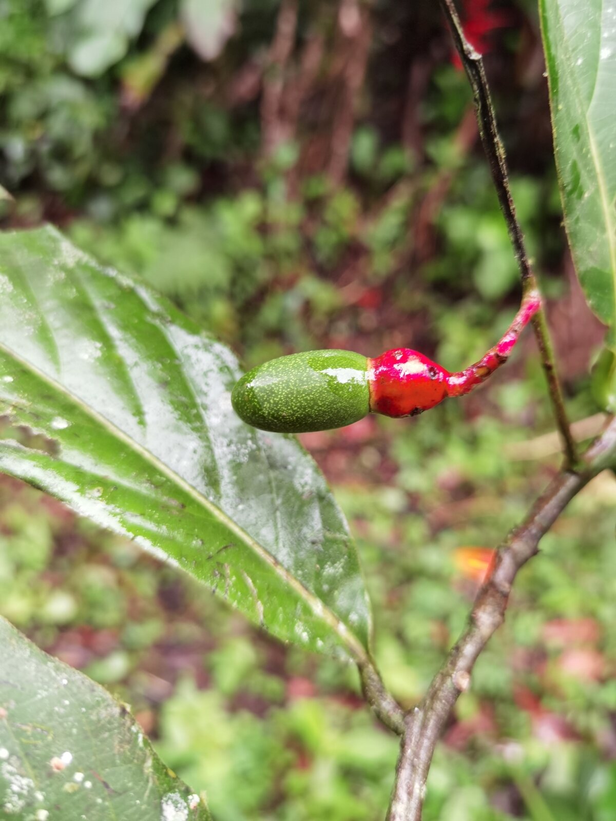 Ocotea atirrensis fruit showing green drupe in red cupule