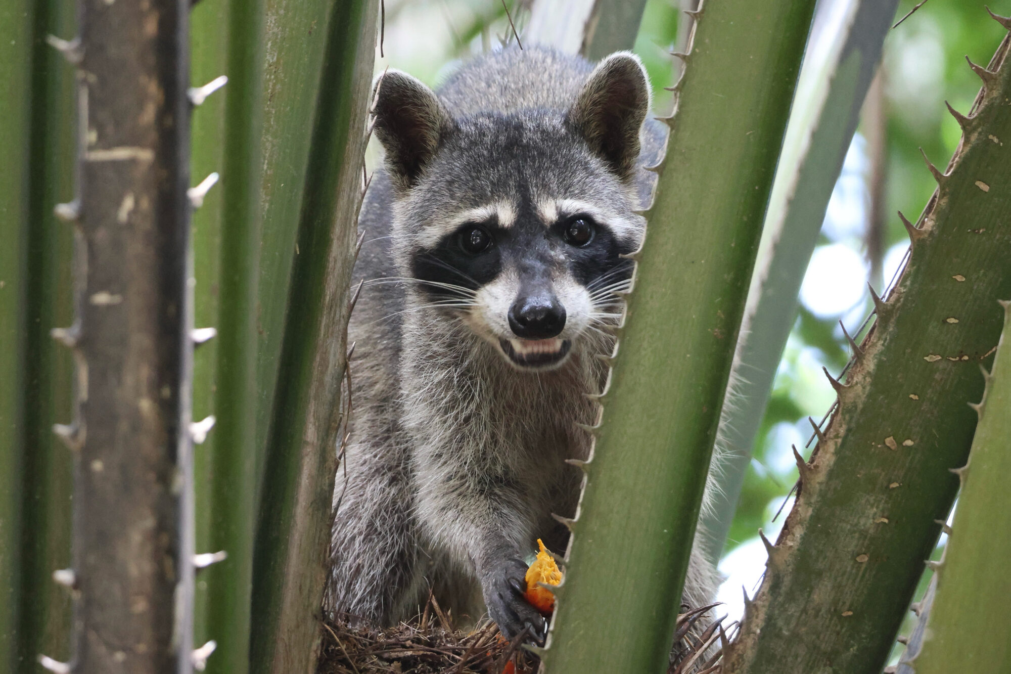 Northern Raccoon