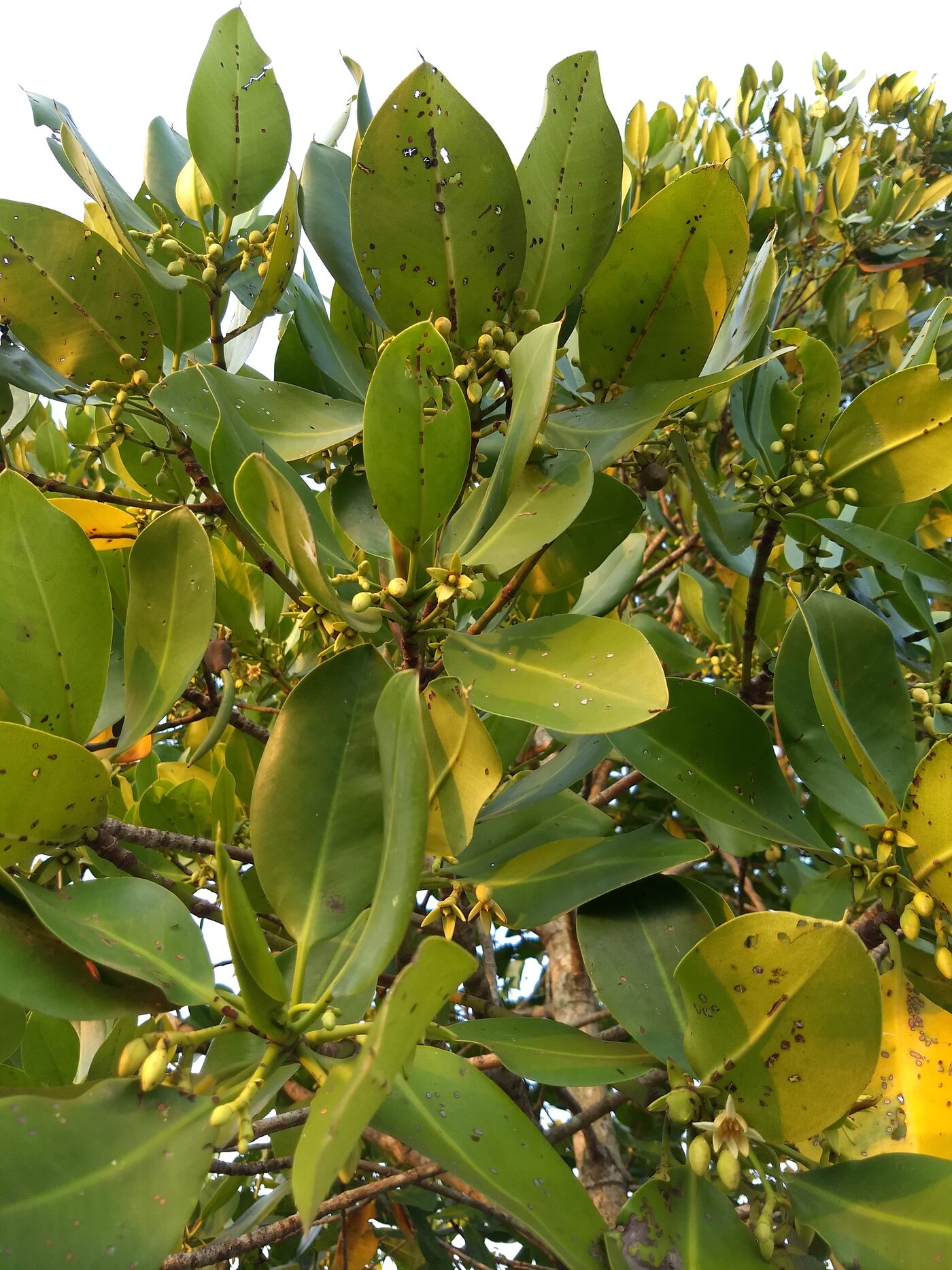 Rhizophora leaves showing glossy elliptical shape and black dots on undersides
