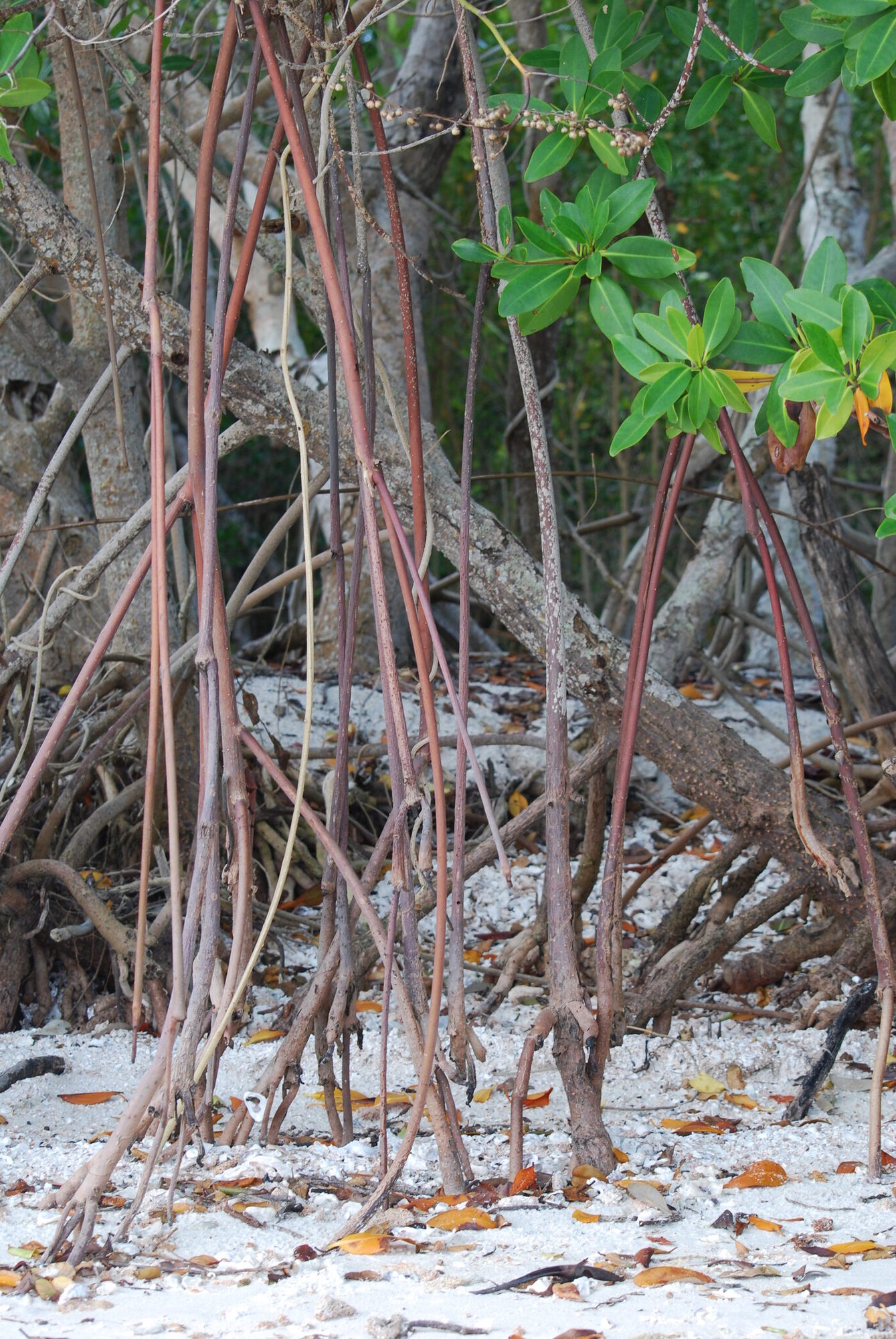 Rhizophora mangle prop roots in Everglades National Park showing characteristic arching structure