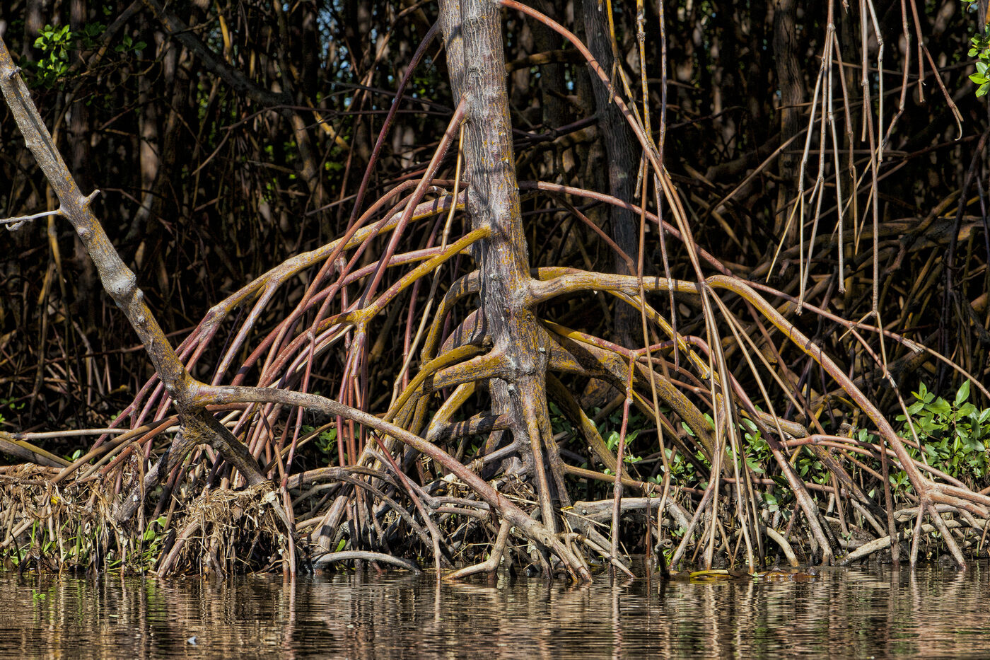 Dense tangle of Rhizophora prop roots creating underwater habitat