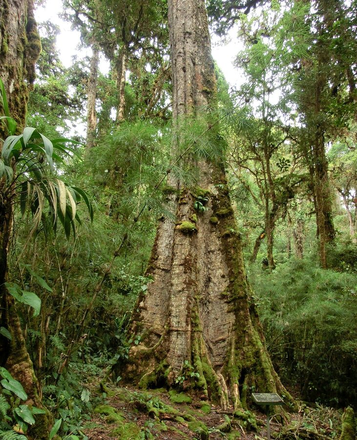 Quercus bumelioides (Roble Amarillo) in the Savegre Valley, Costa Rica