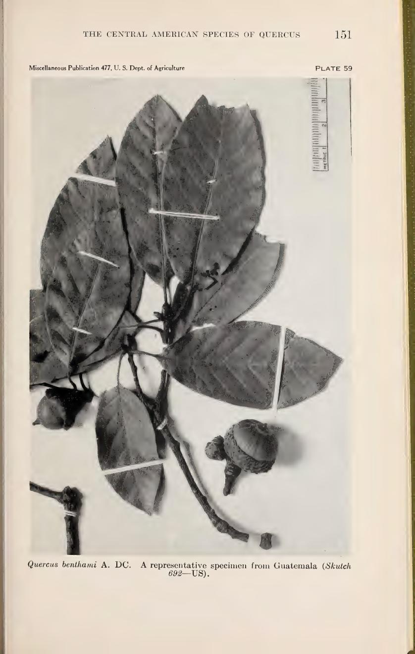 Botanical illustration of Quercus benthamii from Muller (1942)