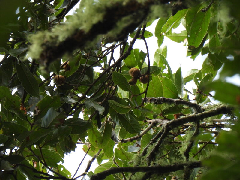 Quercus benthamii trunk in a Central American cloud forest