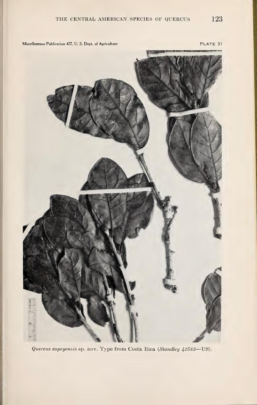 Botanical illustration of Quercus copeyensis from Muller (1942)