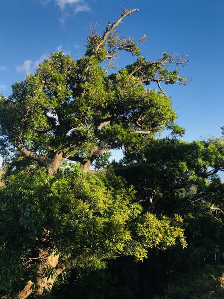 Mature Quercus copeyensis tree showing trunk and crown structure