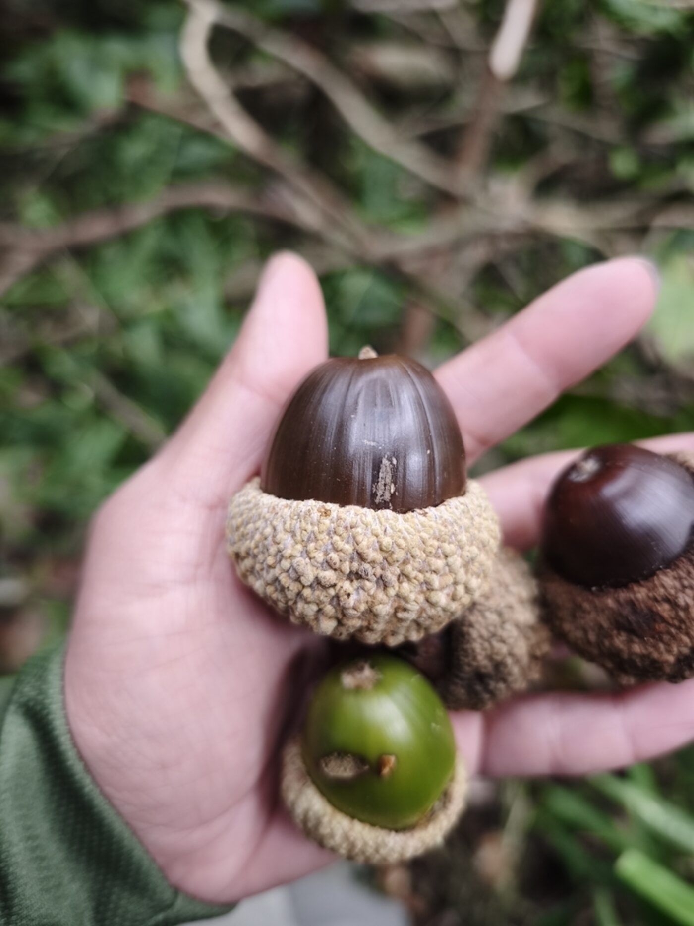 Quercus corrugata acorns showing mature brown and immature green nuts with warty cupules