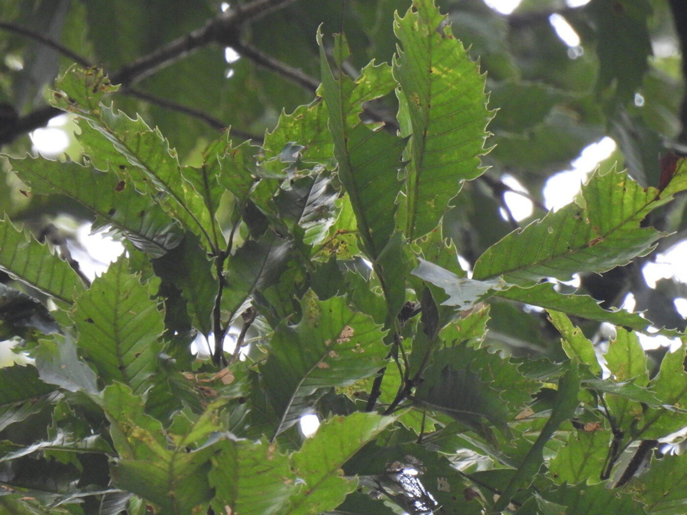 Quercus corrugata foliage showing coarsely toothed leaf margins