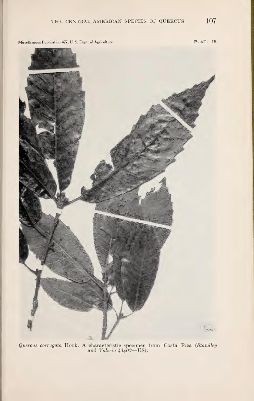 Botanical illustration of Quercus corrugata from Muller (1942)