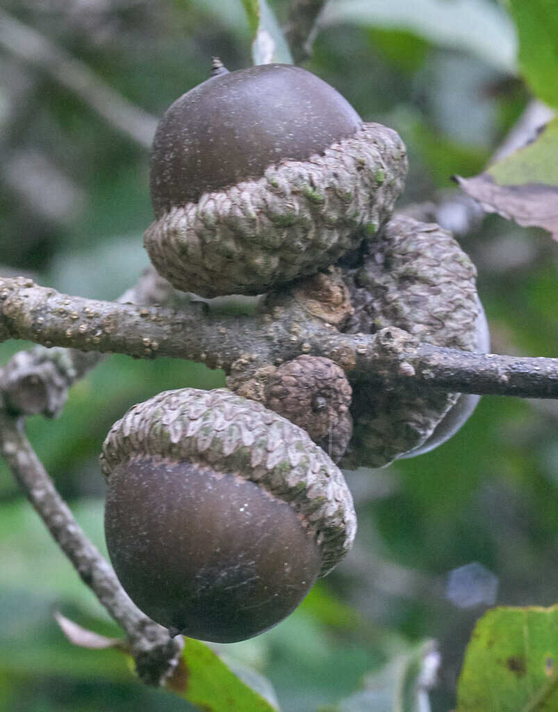 Quercus cortesii acorns on branch showing scaly cups