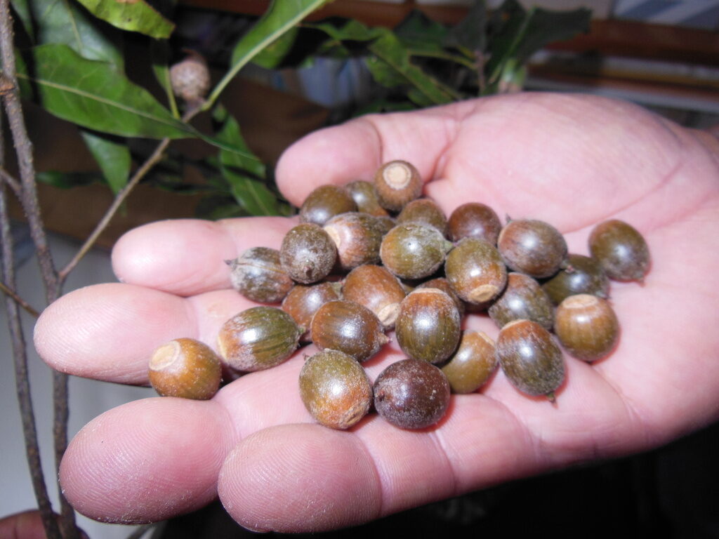 Handful of Quercus cortesii acorns collected during a mast year