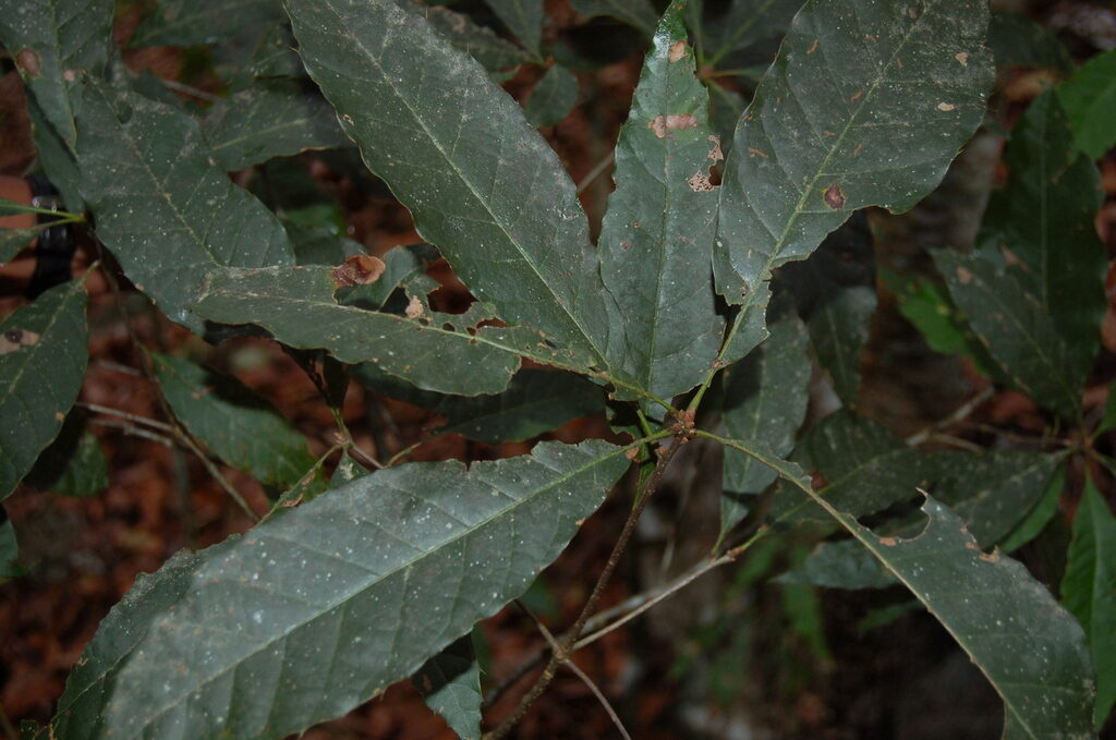 Quercus cortesii foliage showing narrow lanceolate leaves with bristle-tipped teeth
