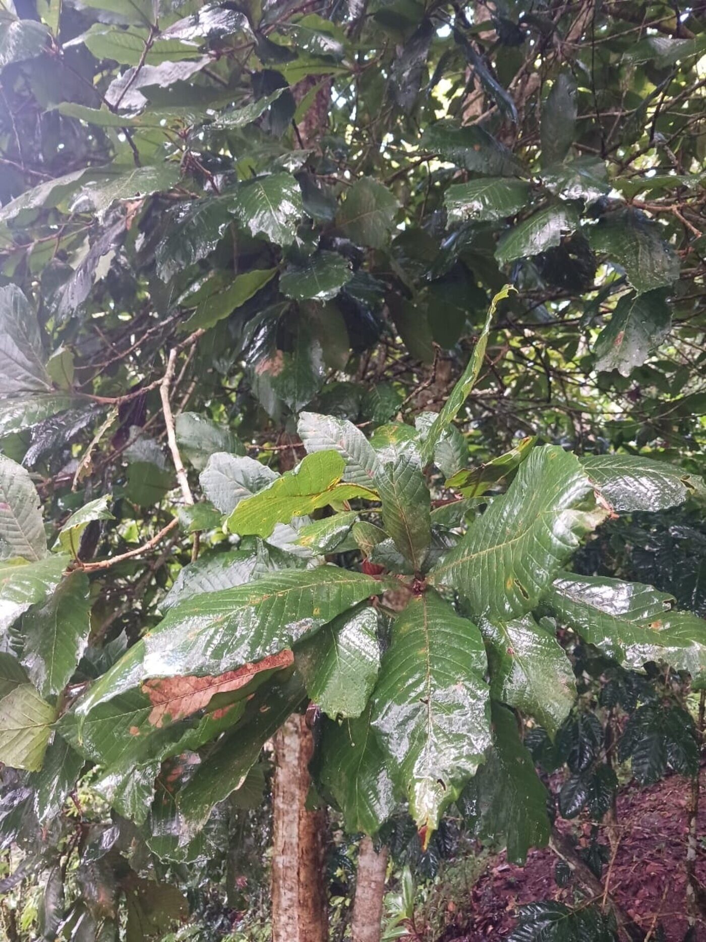 Large leaves of Quercus oocarpa showing prominent venation