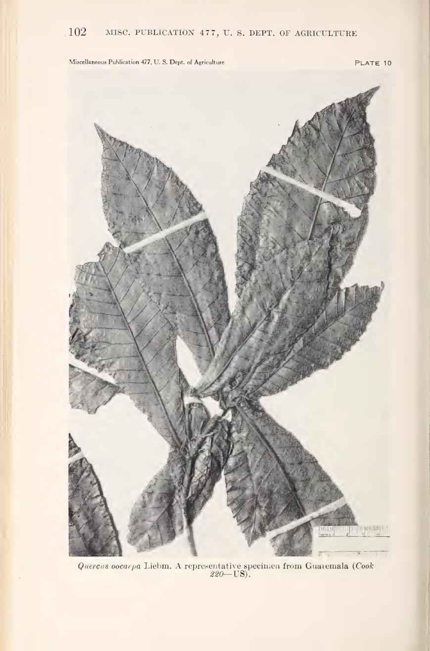 Botanical illustration of Quercus oocarpa from Muller (1942)