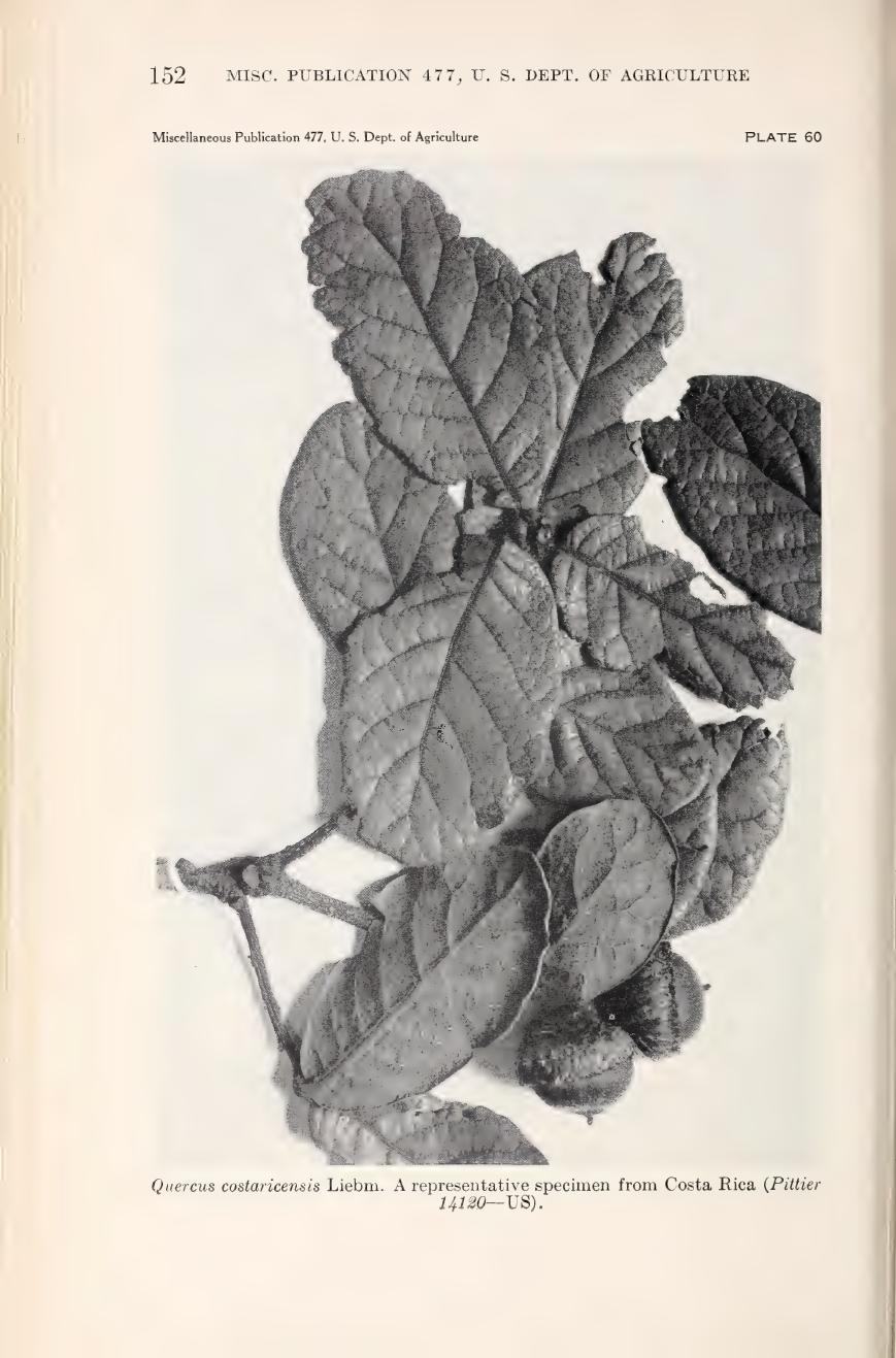 Botanical illustration of Quercus costaricensis from Muller (1942)