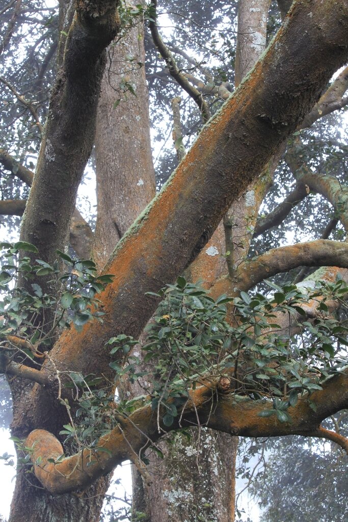 Looking up the trunk of a mature Quercus costaricensis in Costa Rica