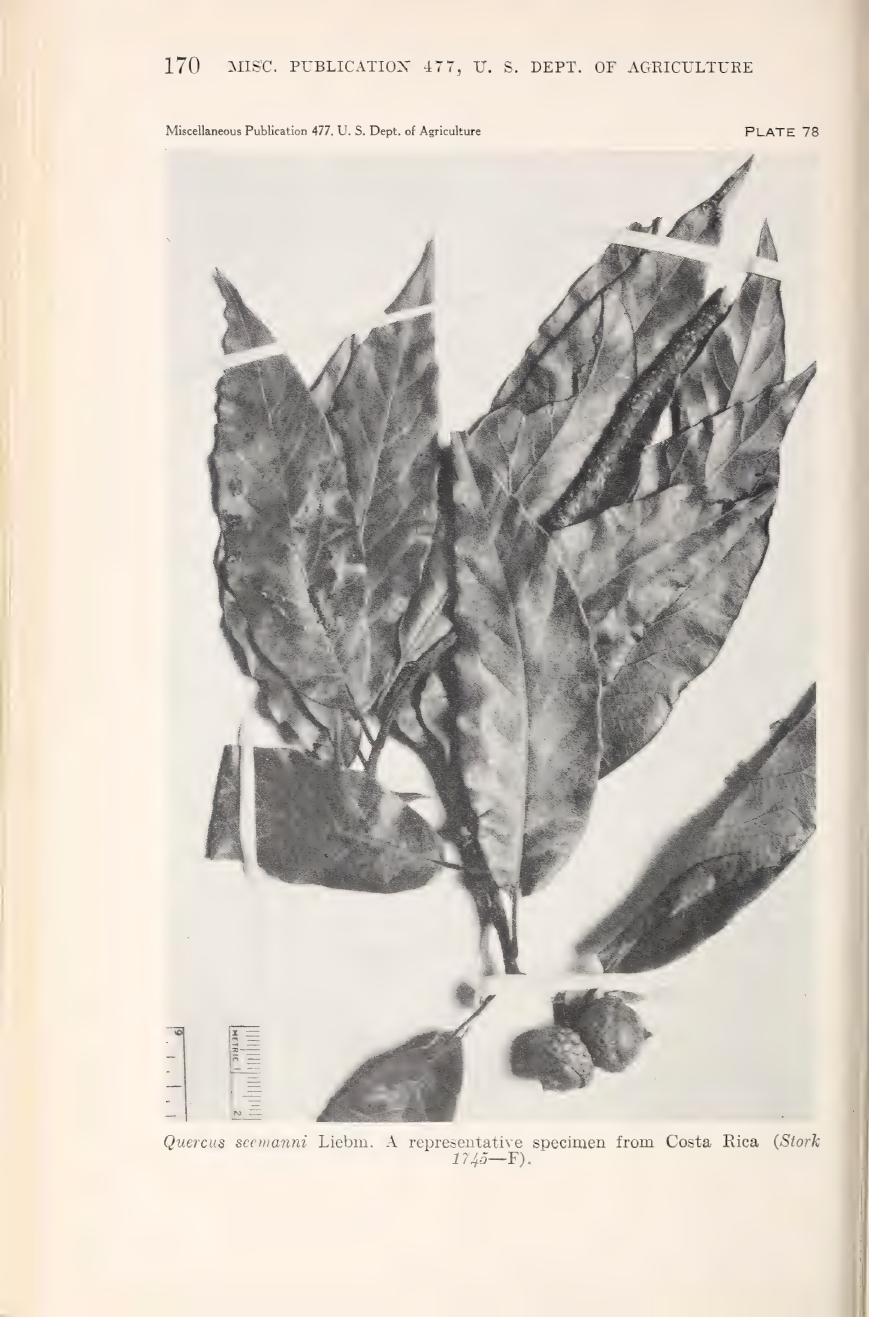 Botanical illustration of Quercus seemannii from Muller (1942)