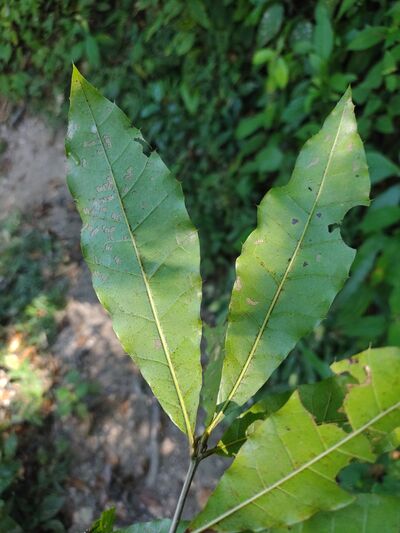 Lanceolate leaves of Quercus gulielmi-treleasei showing the characteristic elongated shape and acuminate tips