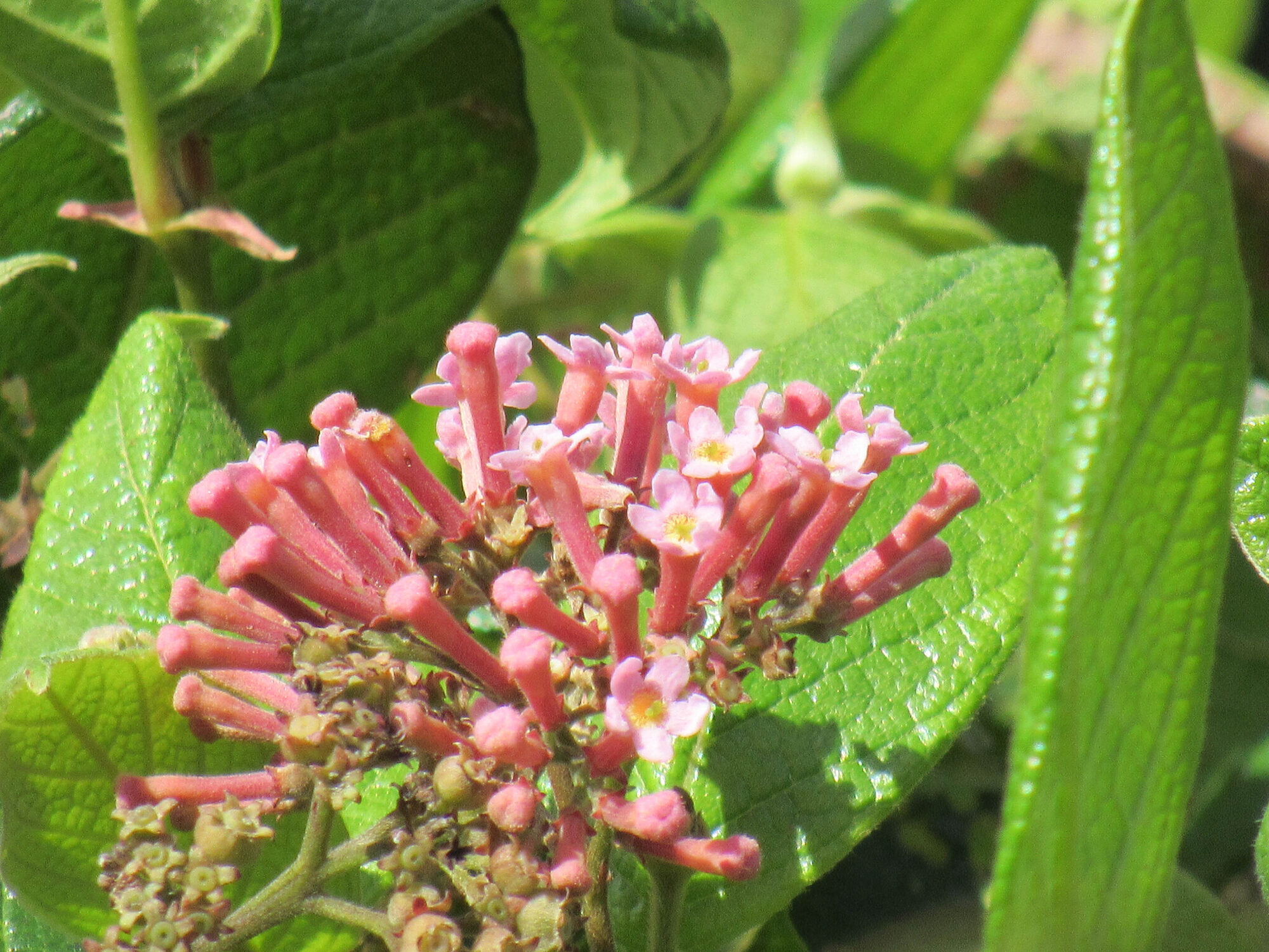 Rogiera amoena flowering branch in habitat, Monteverde, Costa Rica