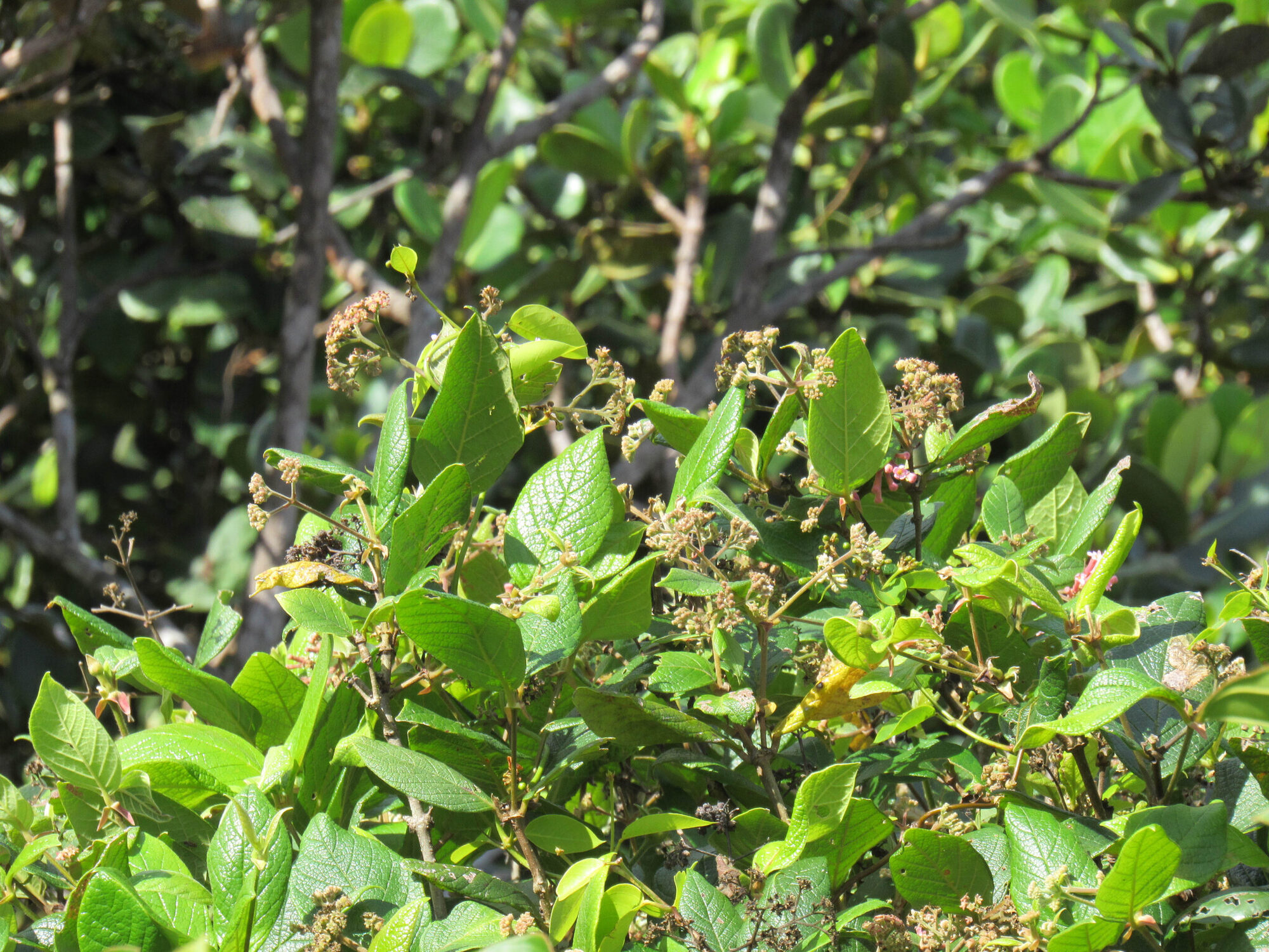 Rogiera amoena shrub habit with fruiting clusters, Monteverde, Costa Rica