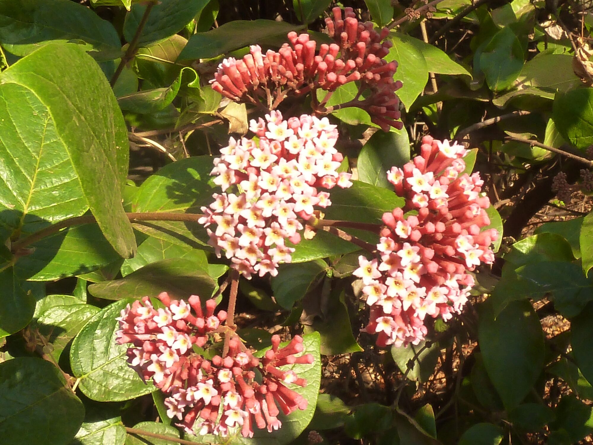 Rogiera amoena inflorescences with pink buds and open flowers